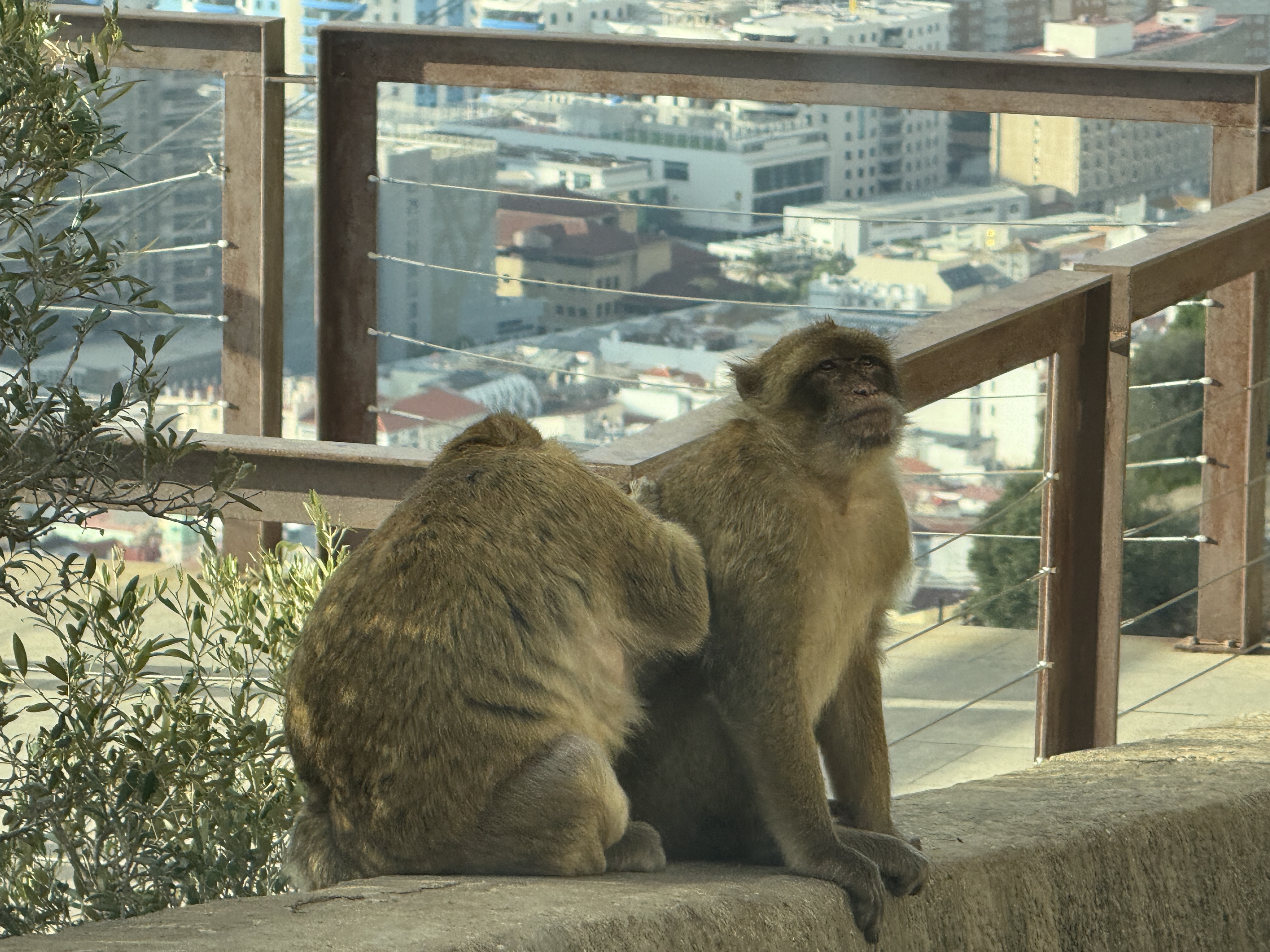 Barbary Macaques in Gibraltar